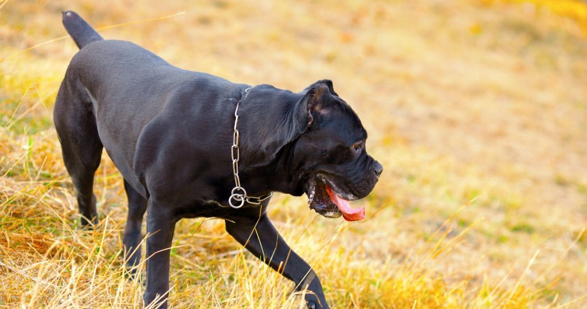 Cane Corso Featured8