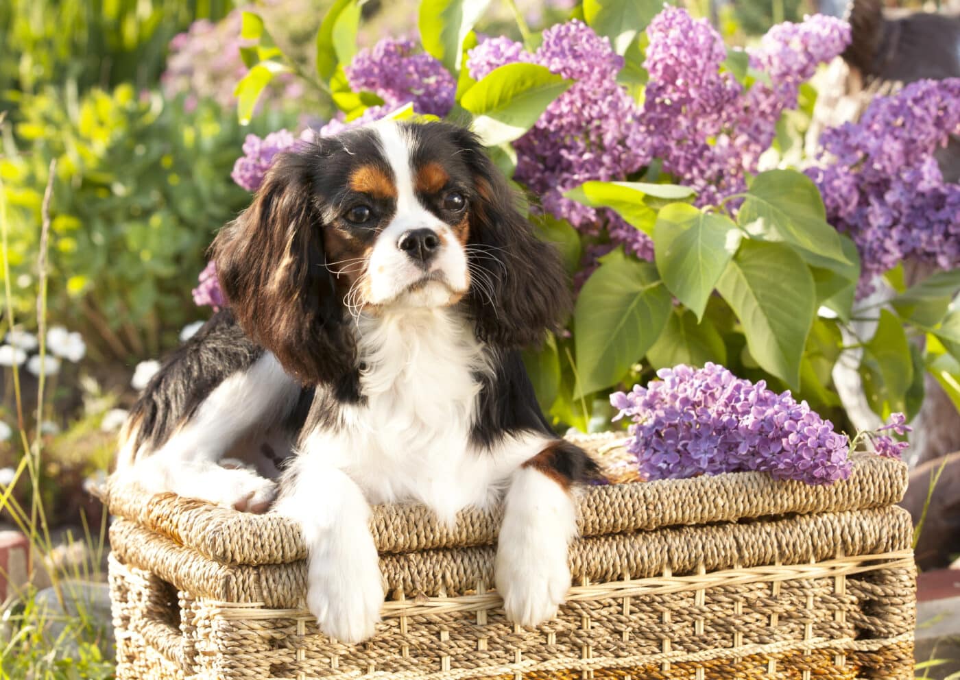 Cavalier King Charles Spaniel