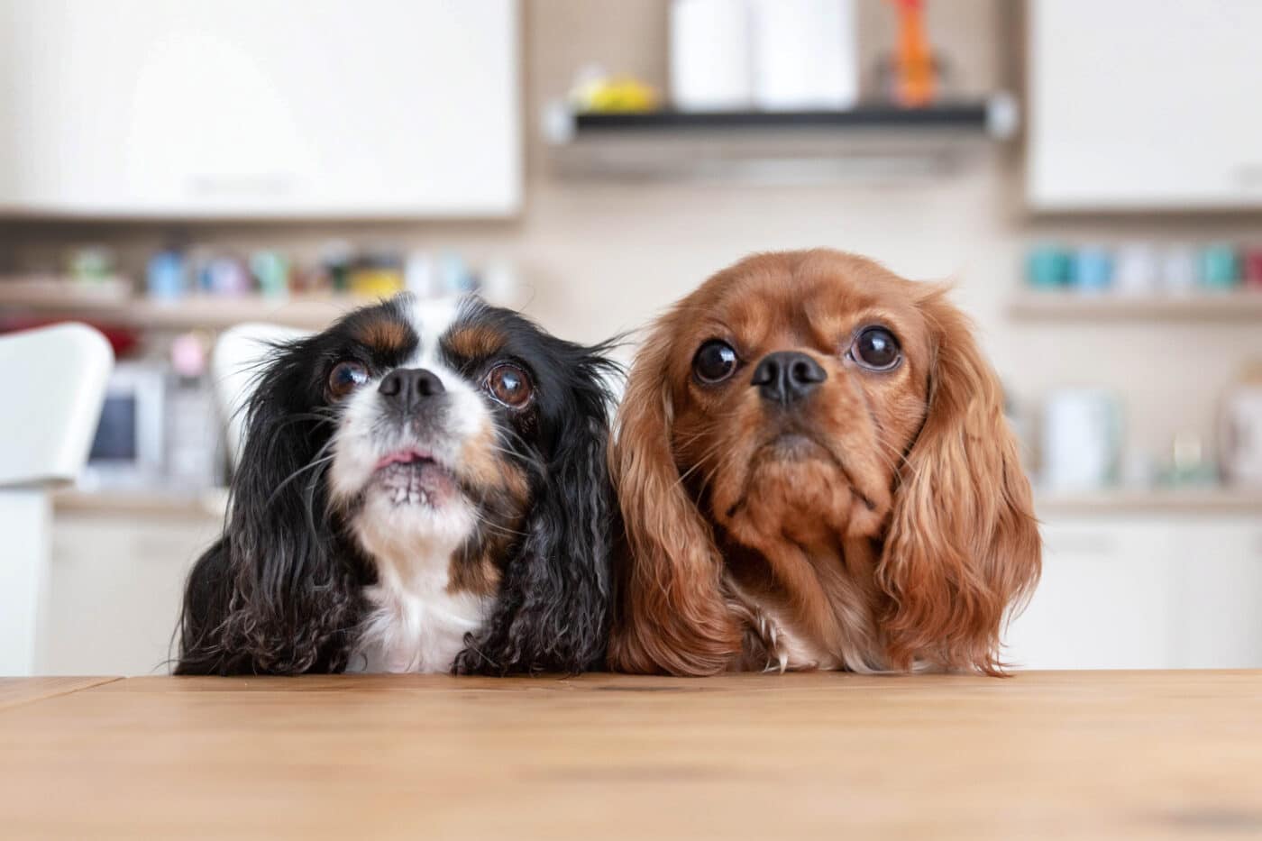 Cavalier King Charles Spaniel