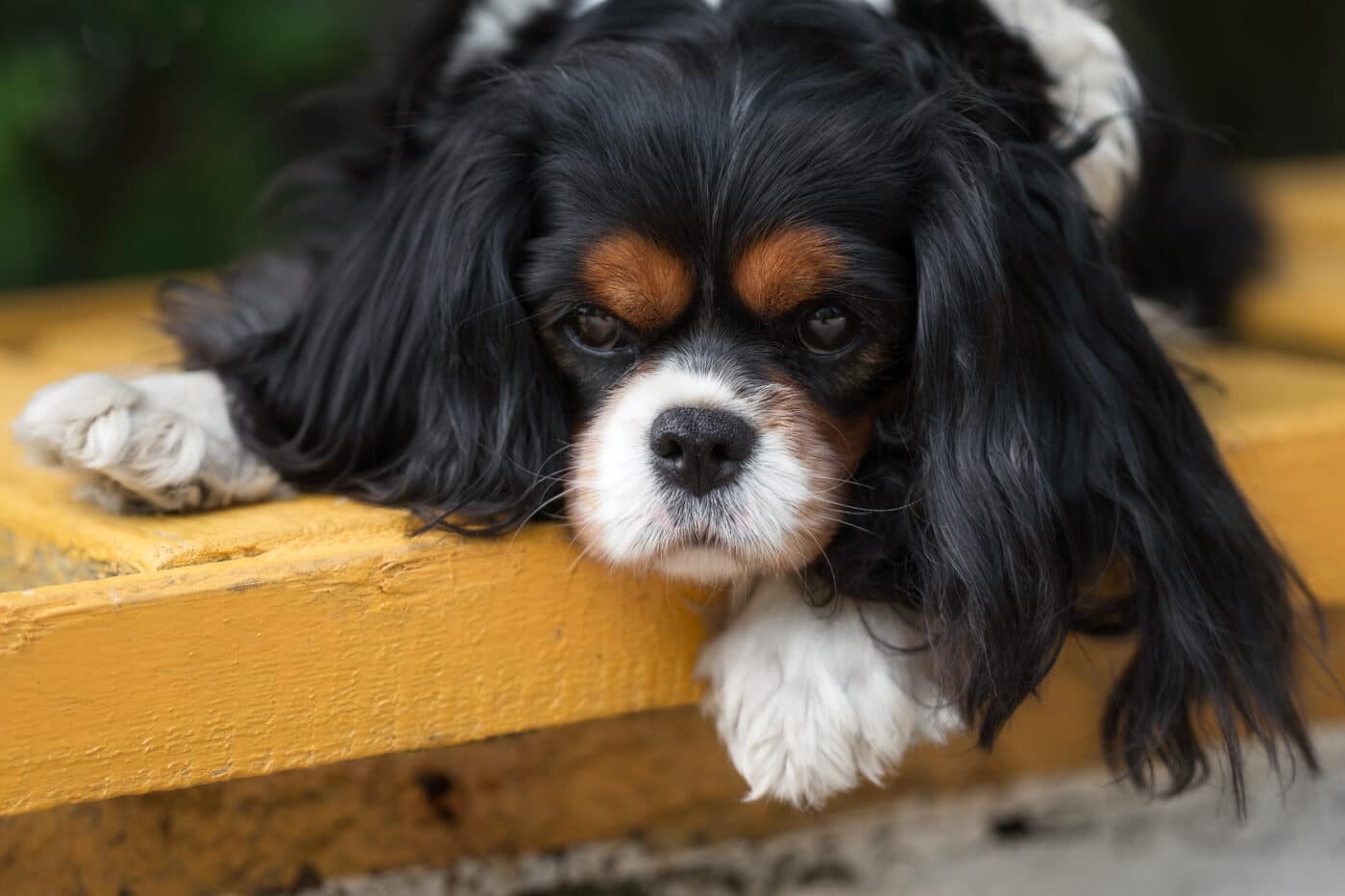 Cavalier King Charles Spaniel