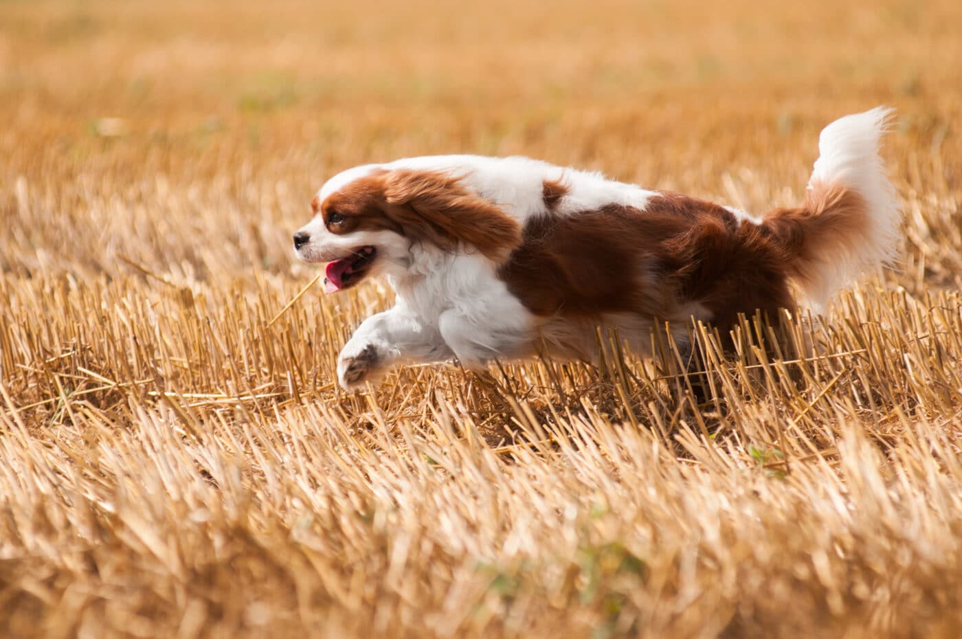 Cavalier King Charles Spaniel7 1 1400x930 1