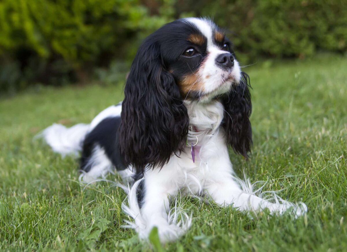 Cavalier King Charles Spaniel