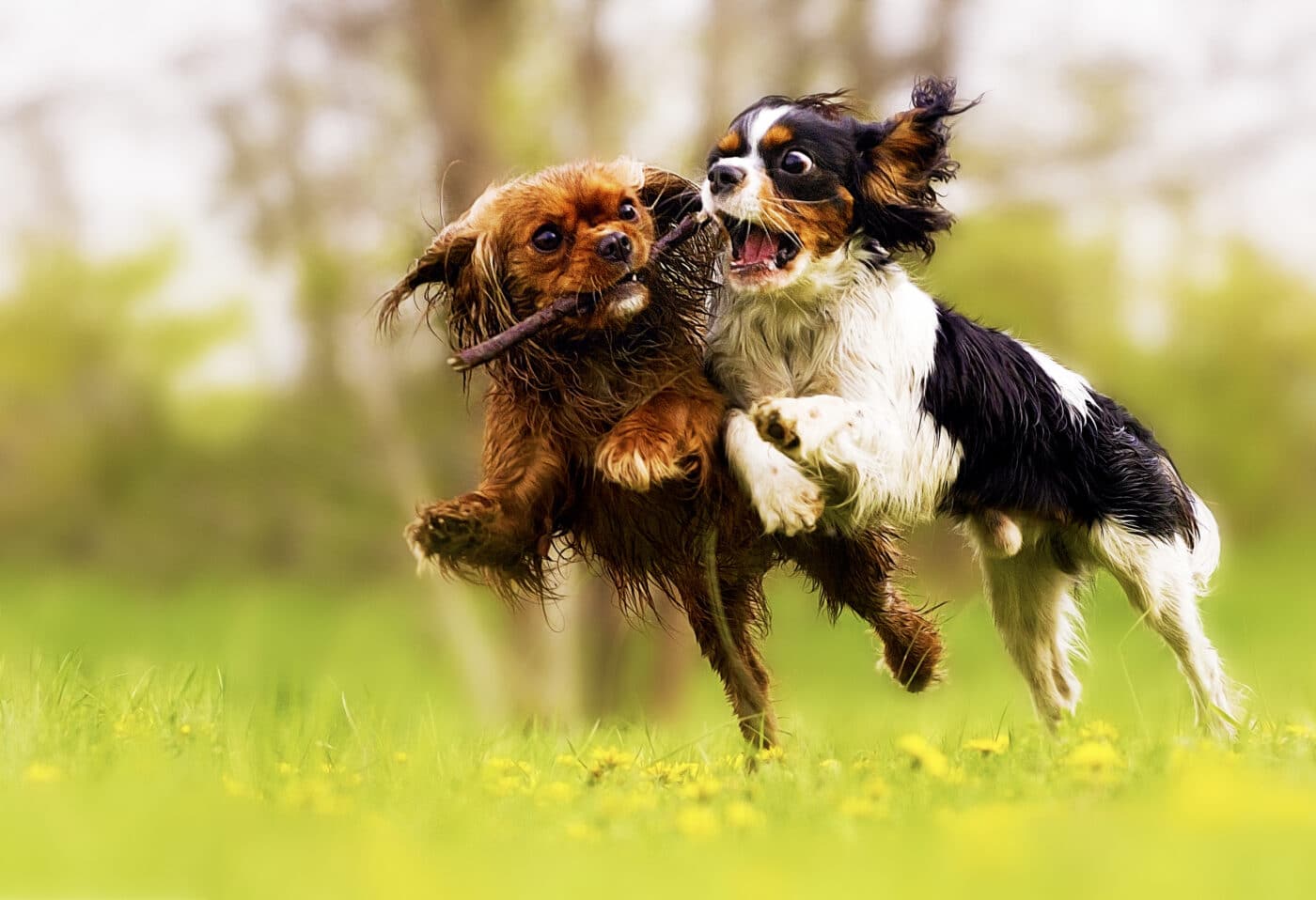 Cavalier King Charles Spaniel dog