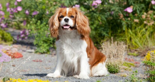 Cavalier Featured6 e1723707090856