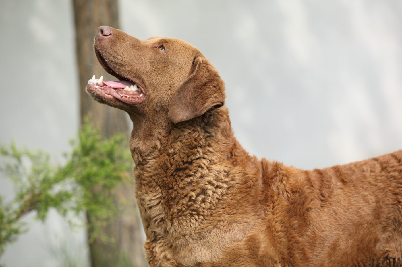 Chesapeake Bay Retriever2 1400x933 1