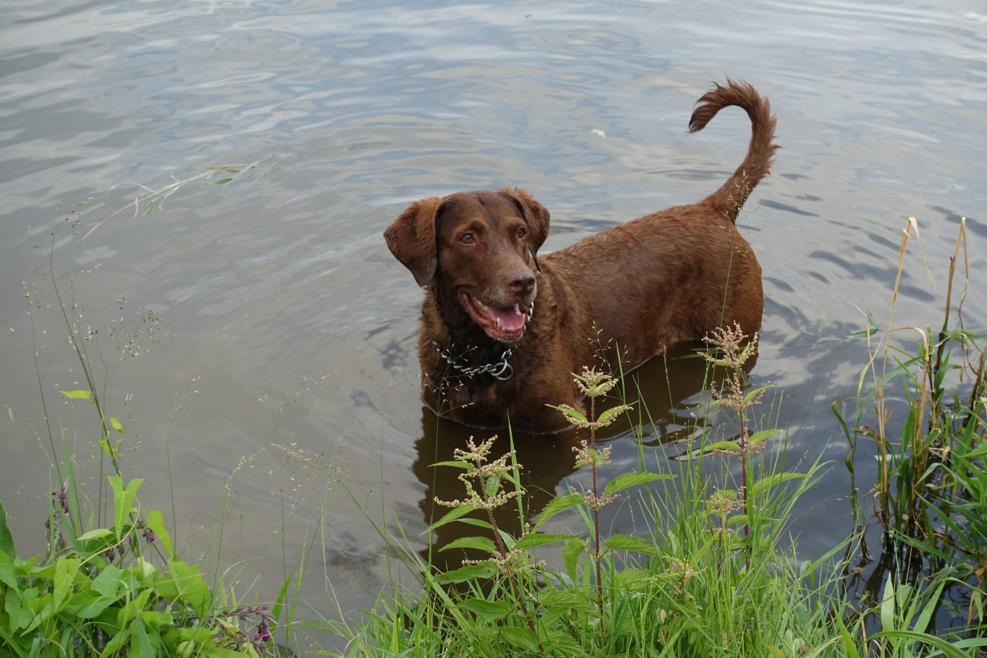 Chesapeake Bay Retriever5 1400x933 1