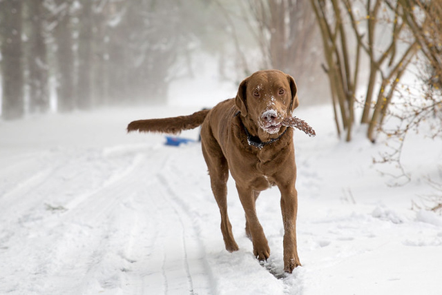 ChesapeakeBayRetrievers