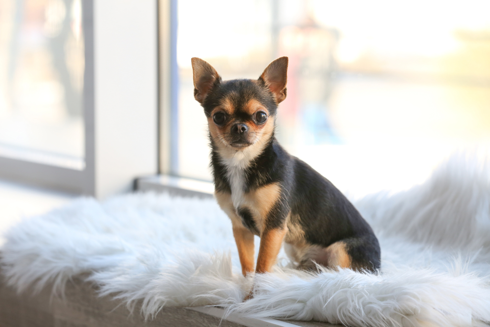 Chihuahua sitting by a window