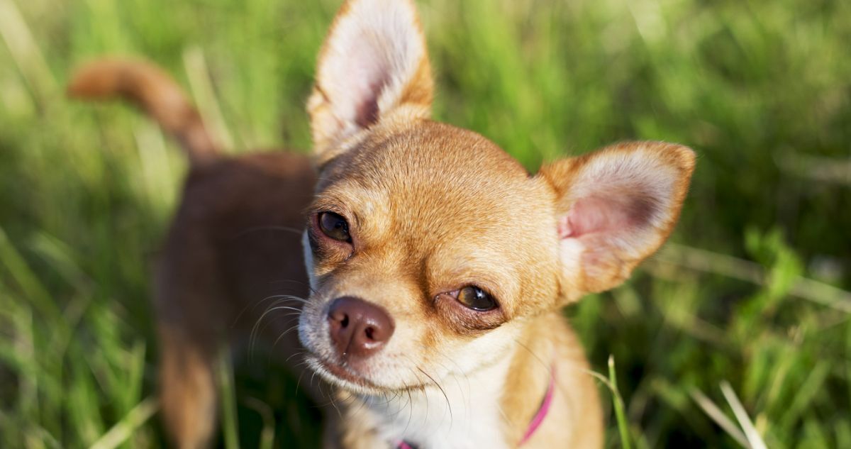 Chihuahua Featured4