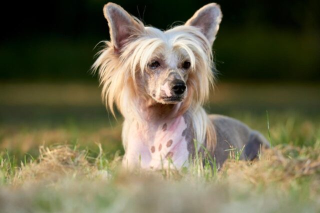 Chinese Crested 03 e1675364245653