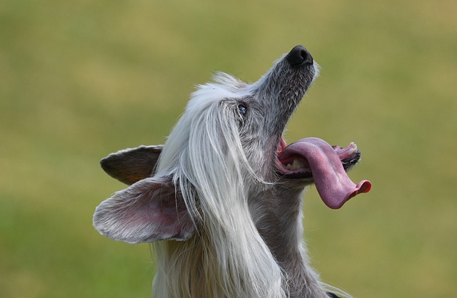 Chinese Crested 5