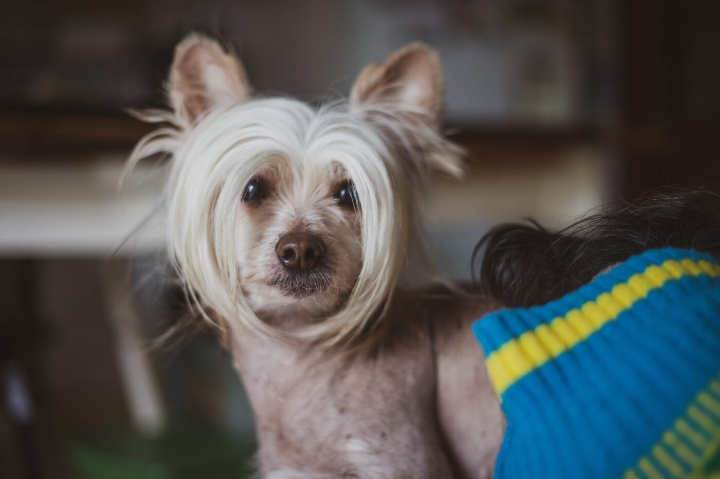 Chinese Crested 6 1400x933 1