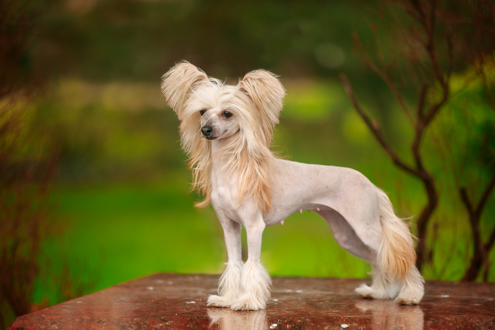 Chinese Crested Dog