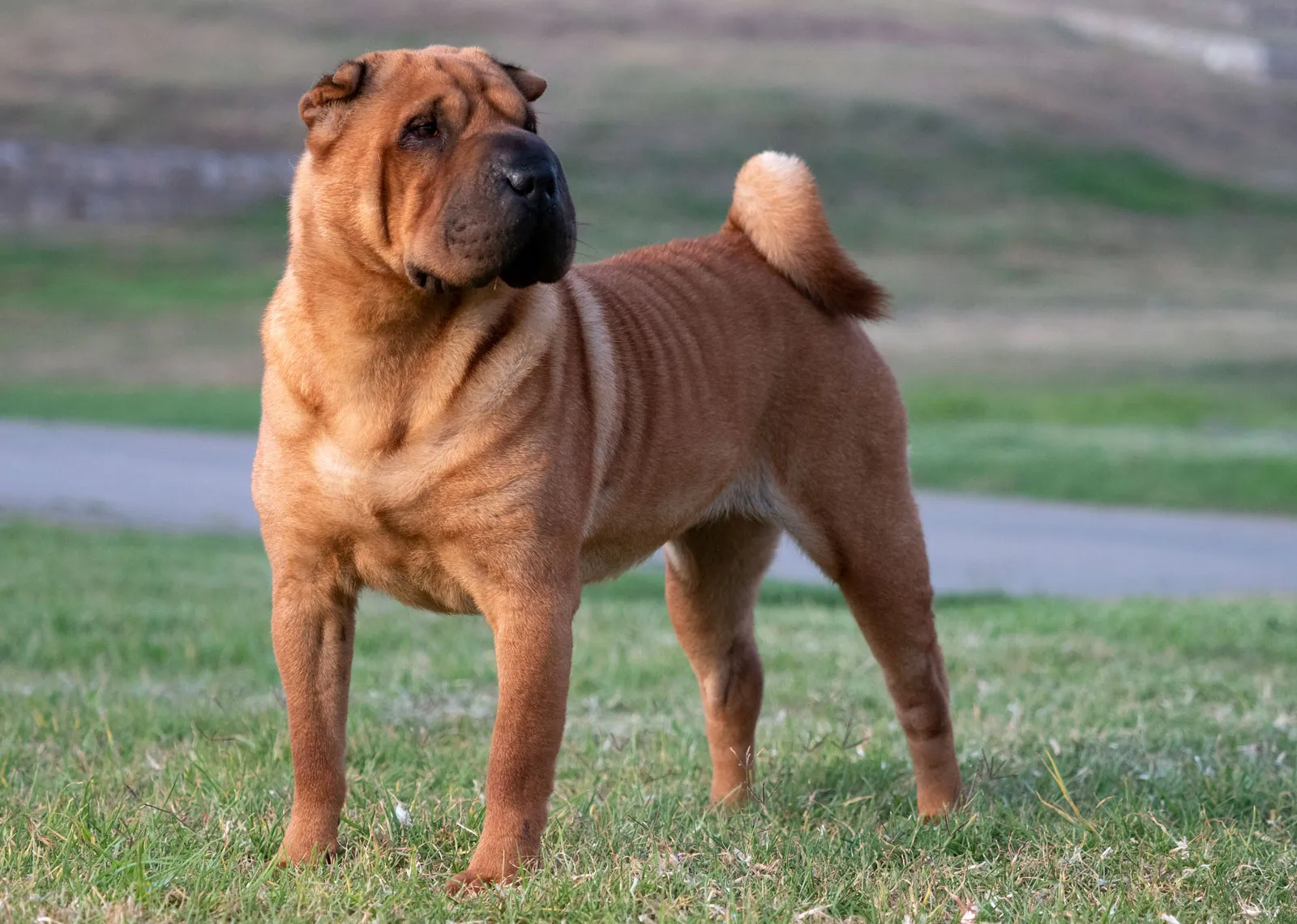 Chinese shar pei dog