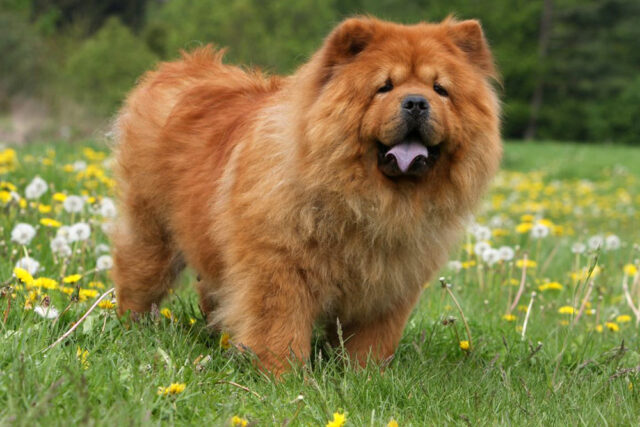 Chow Chow e1722951330937