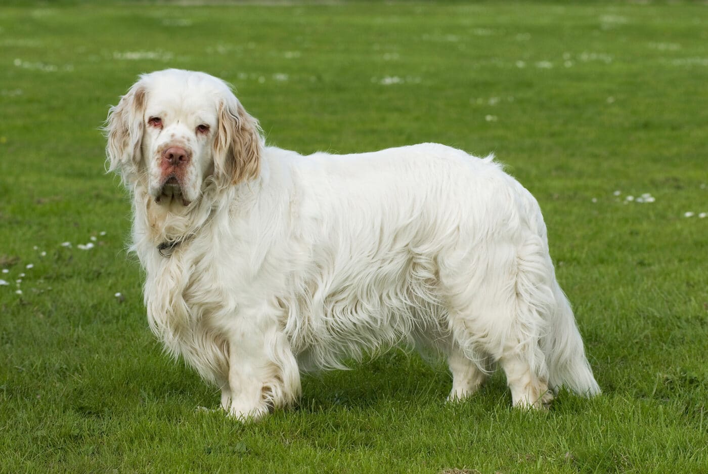 Clumber Spaniel dog