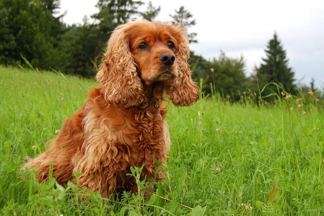 Best dehydrated dog foods for Cocker Spaniels