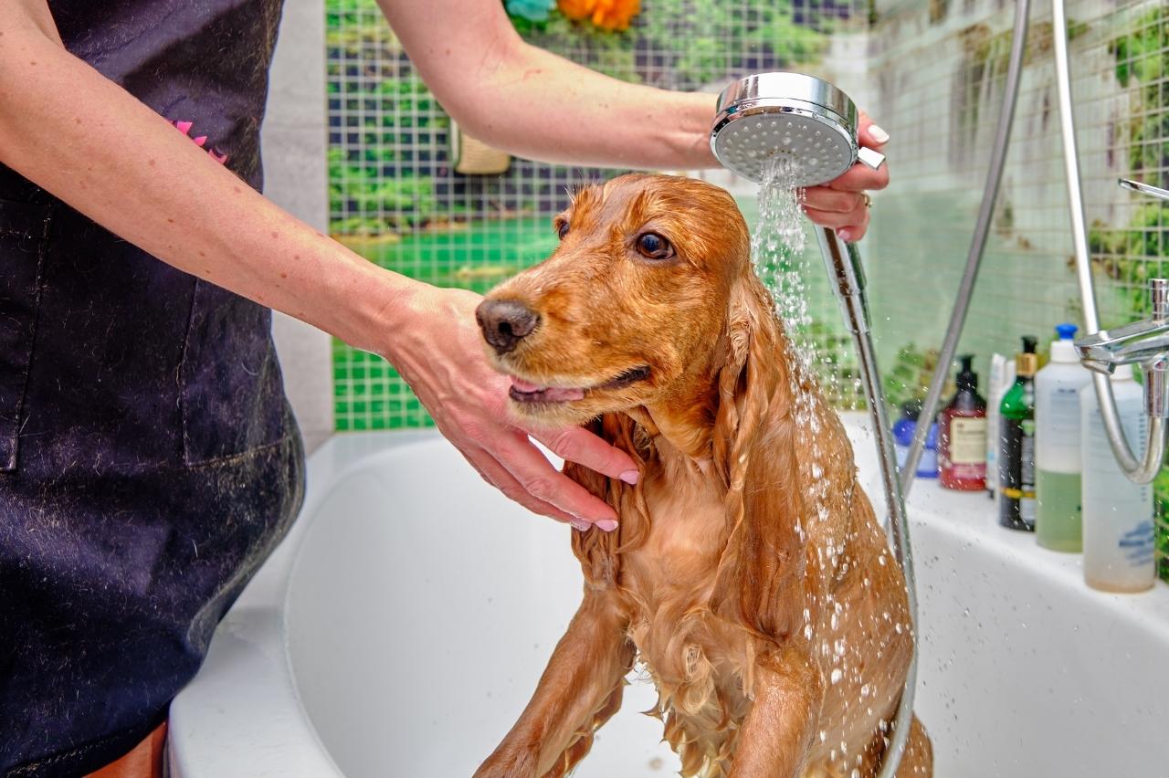 Best bathtub for Cocker Spaniels