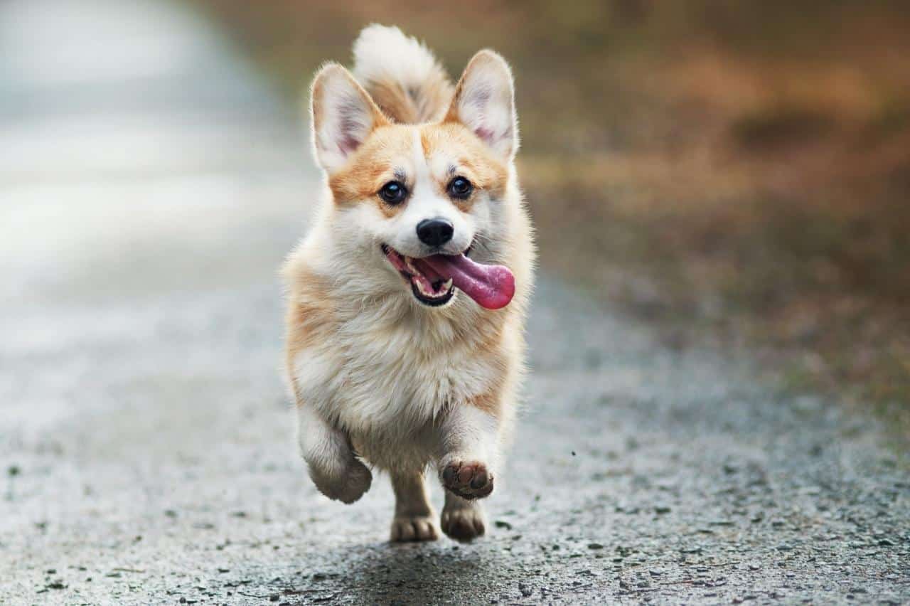 Corgi 5