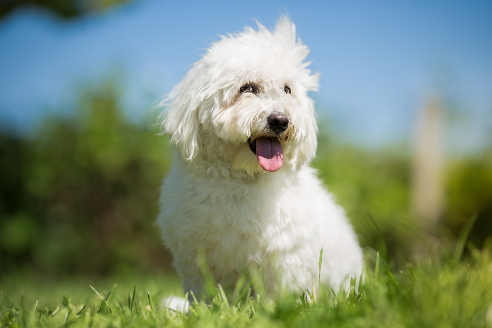 Coton de Tulear dog sitting on grass