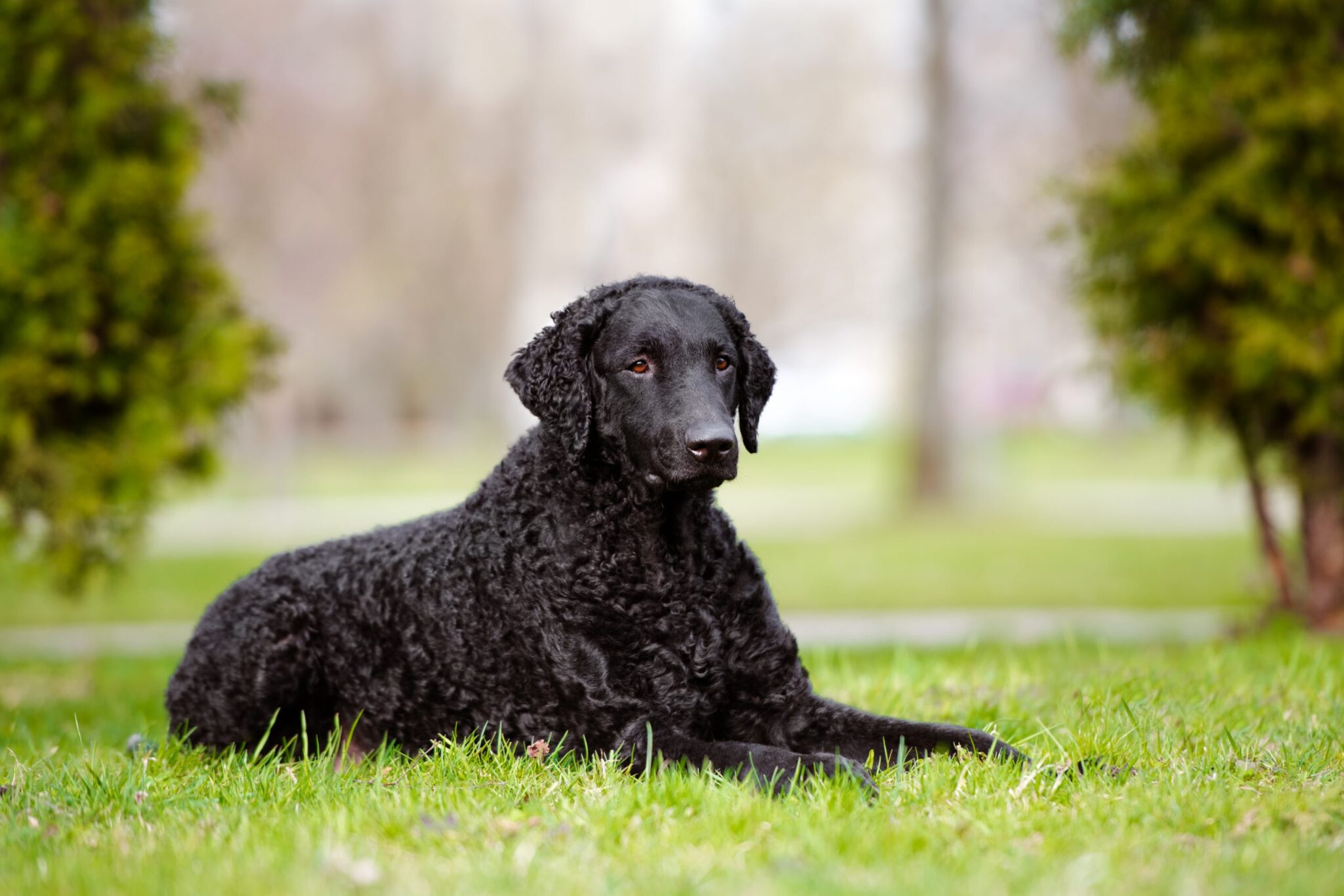 Curly Coated Retriever5 scaled scaled 1