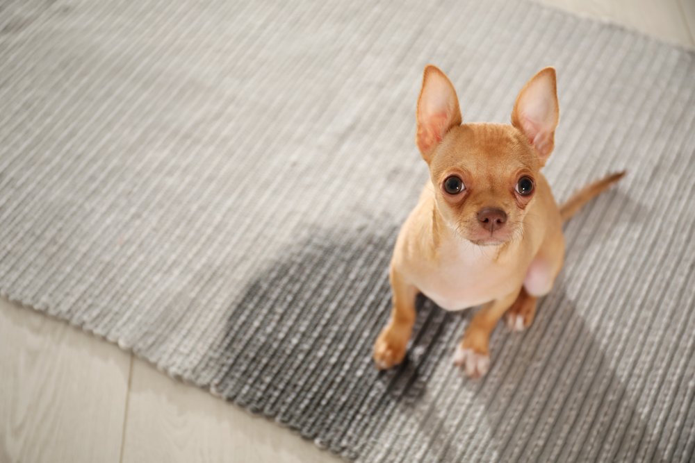 cute chihuahua puppy near wet spot on rug