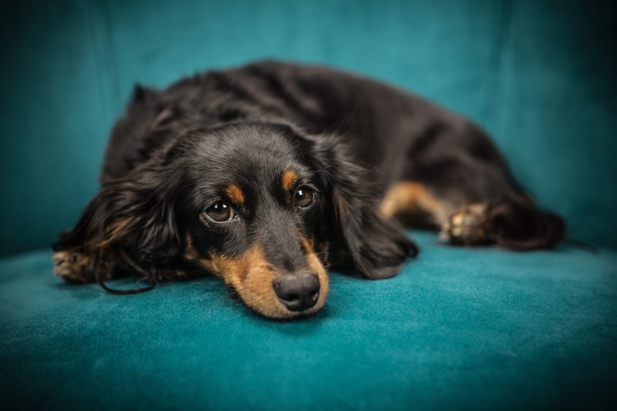 the best eye supplements for your Dachshund