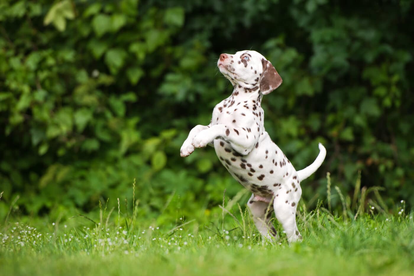 Dalmatian pup 1400x935 1