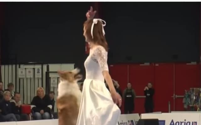 Dancer and Her Border Collie Captivate Audiences with Amazing Routine at World Championship 1