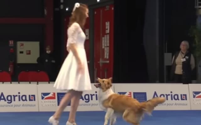 Dancer and Her Border Collie Captivate Audiences with Amazing Routine at World Championship