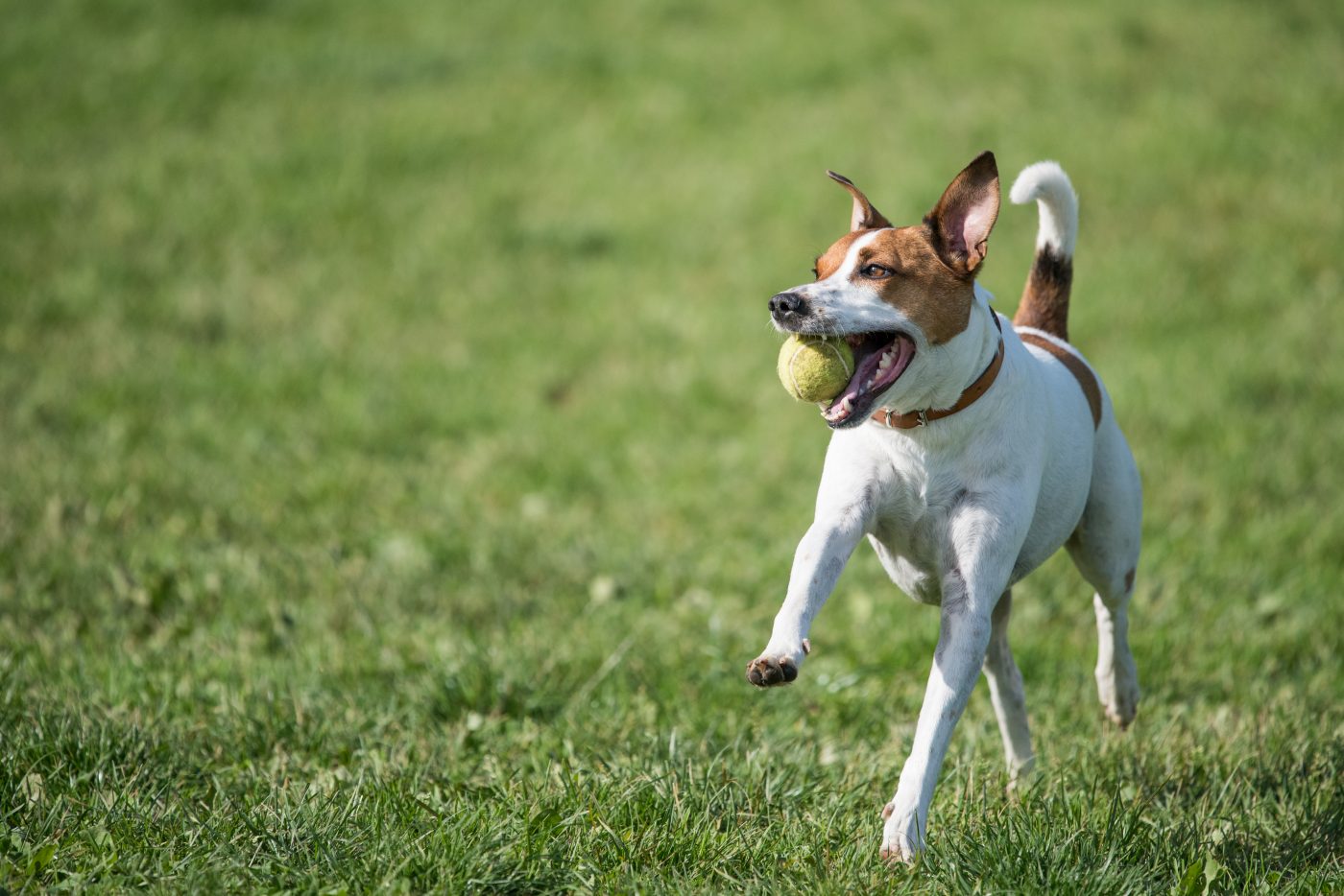 Danish Swedish Farmdog 1400x934 1