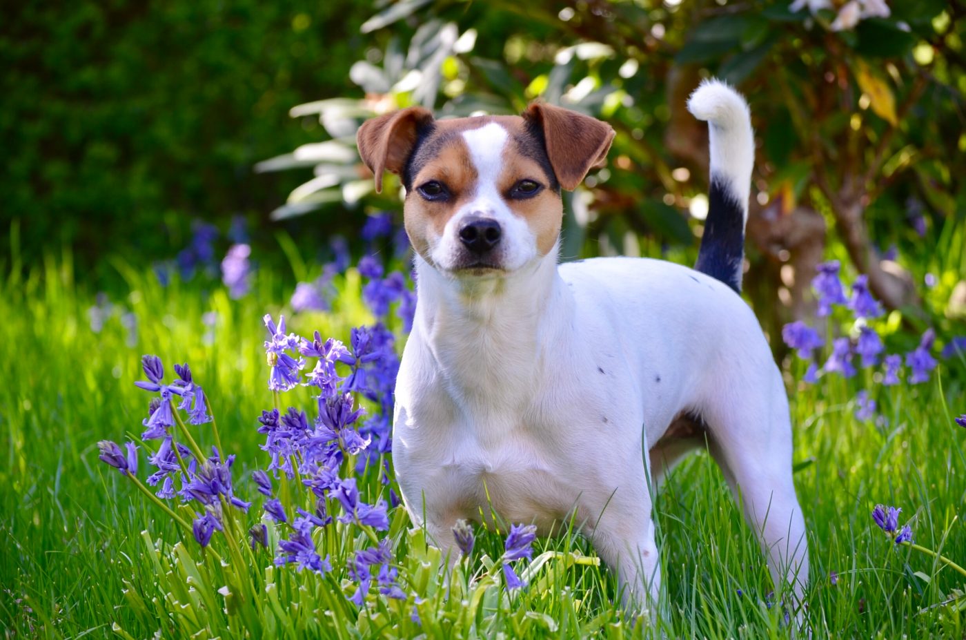 Danish Swedish Farmdog5 1400x927 1