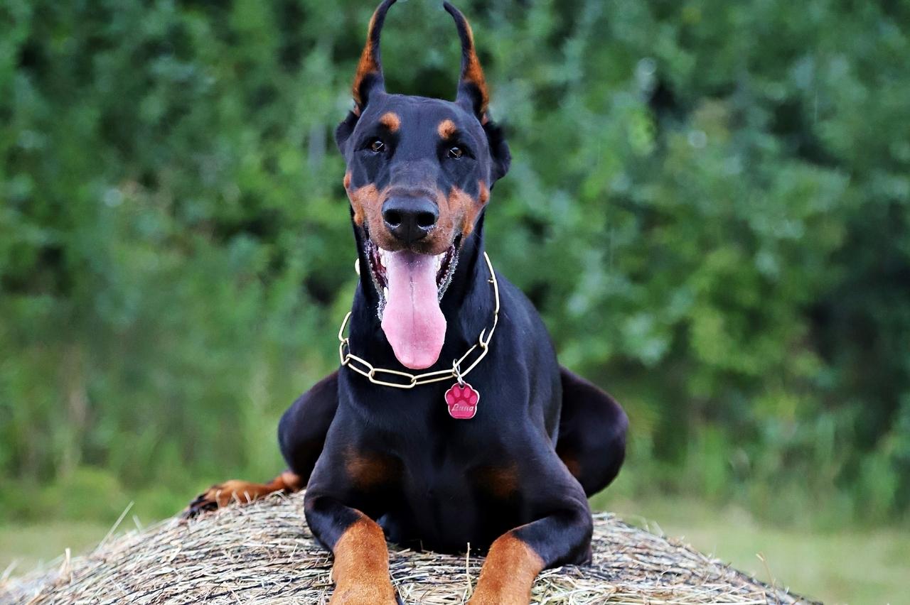 Best bully sticks for Dobermans