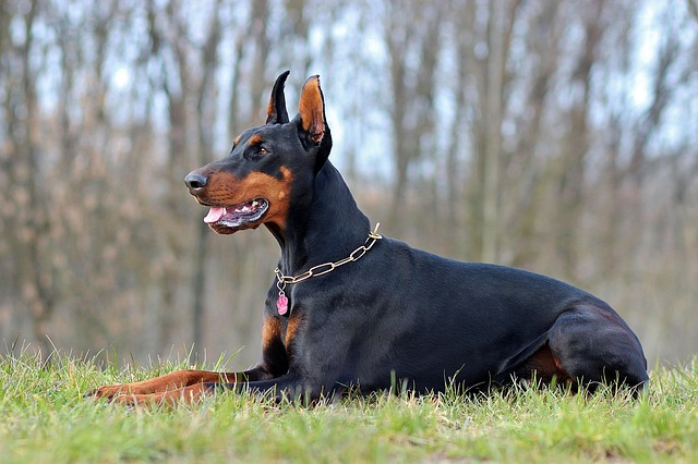 Doberman 6