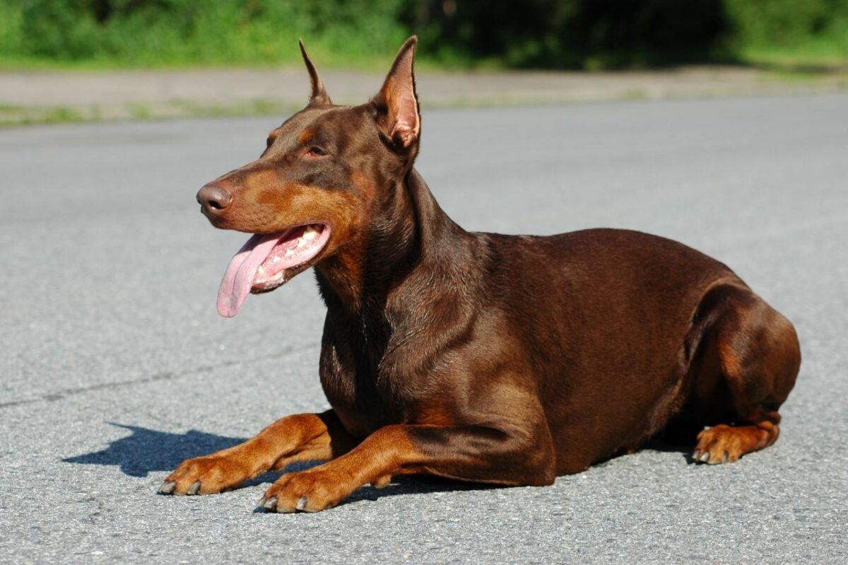 Best bathtub for Dobermans