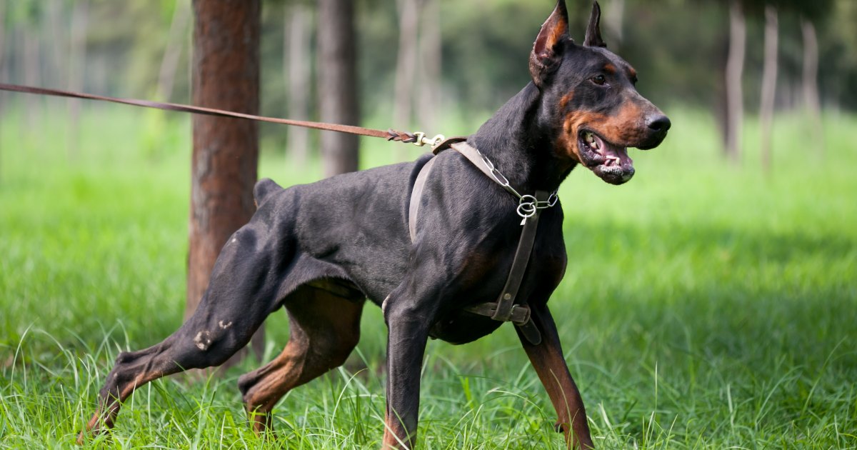 Doberman feature5