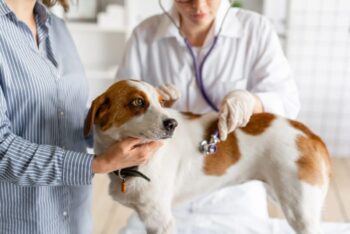 Dog at the vet 1400x934 1 e1727769381578 1 350x234 1