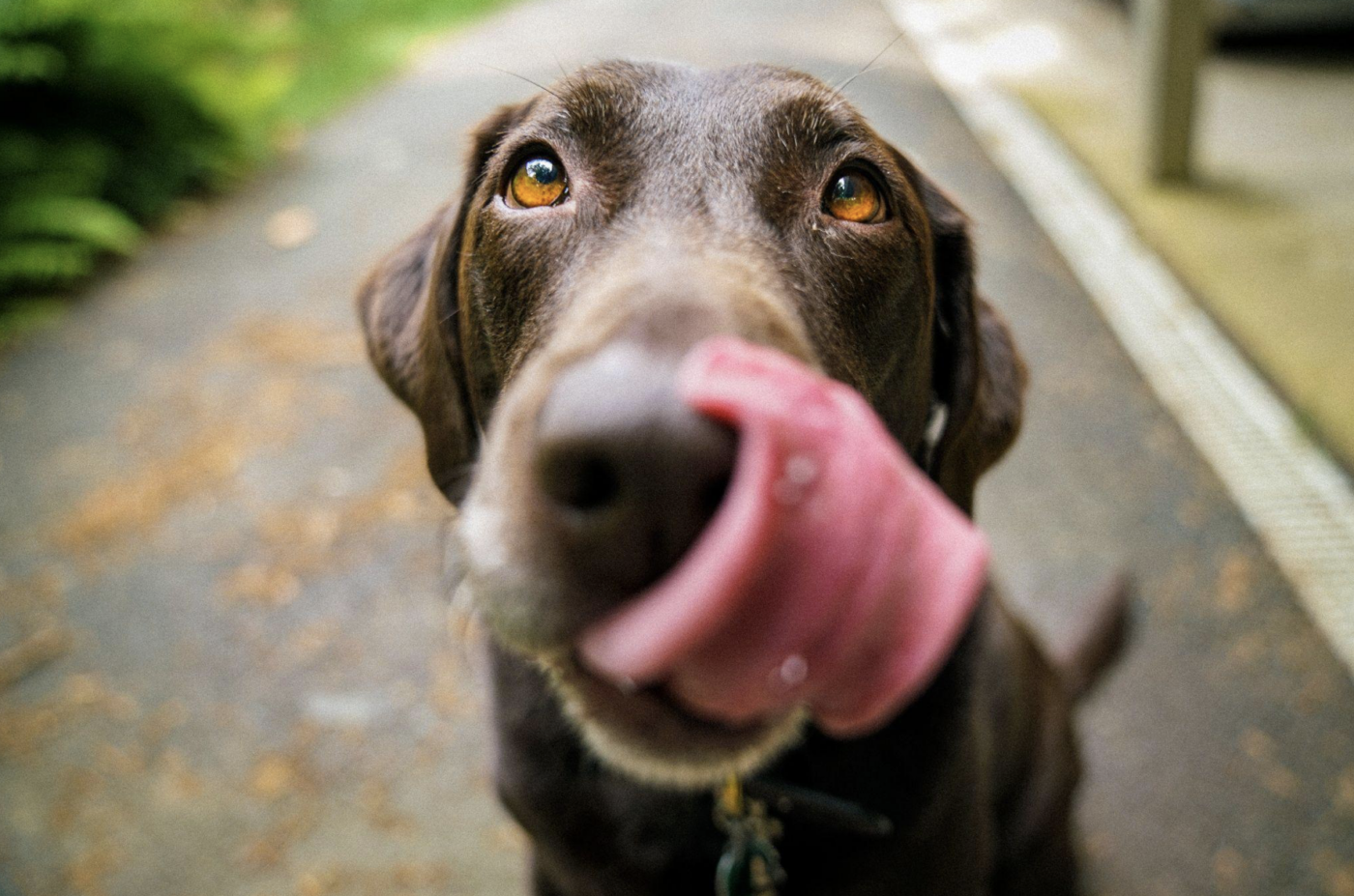 Dog licking their lips