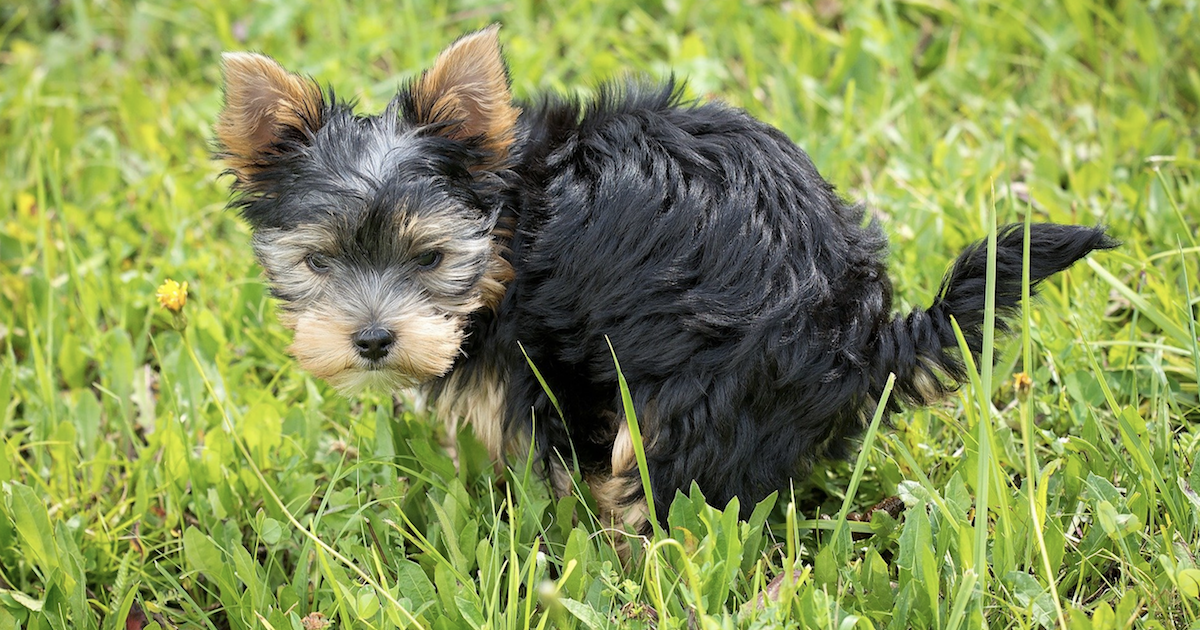 Dog poop DNA