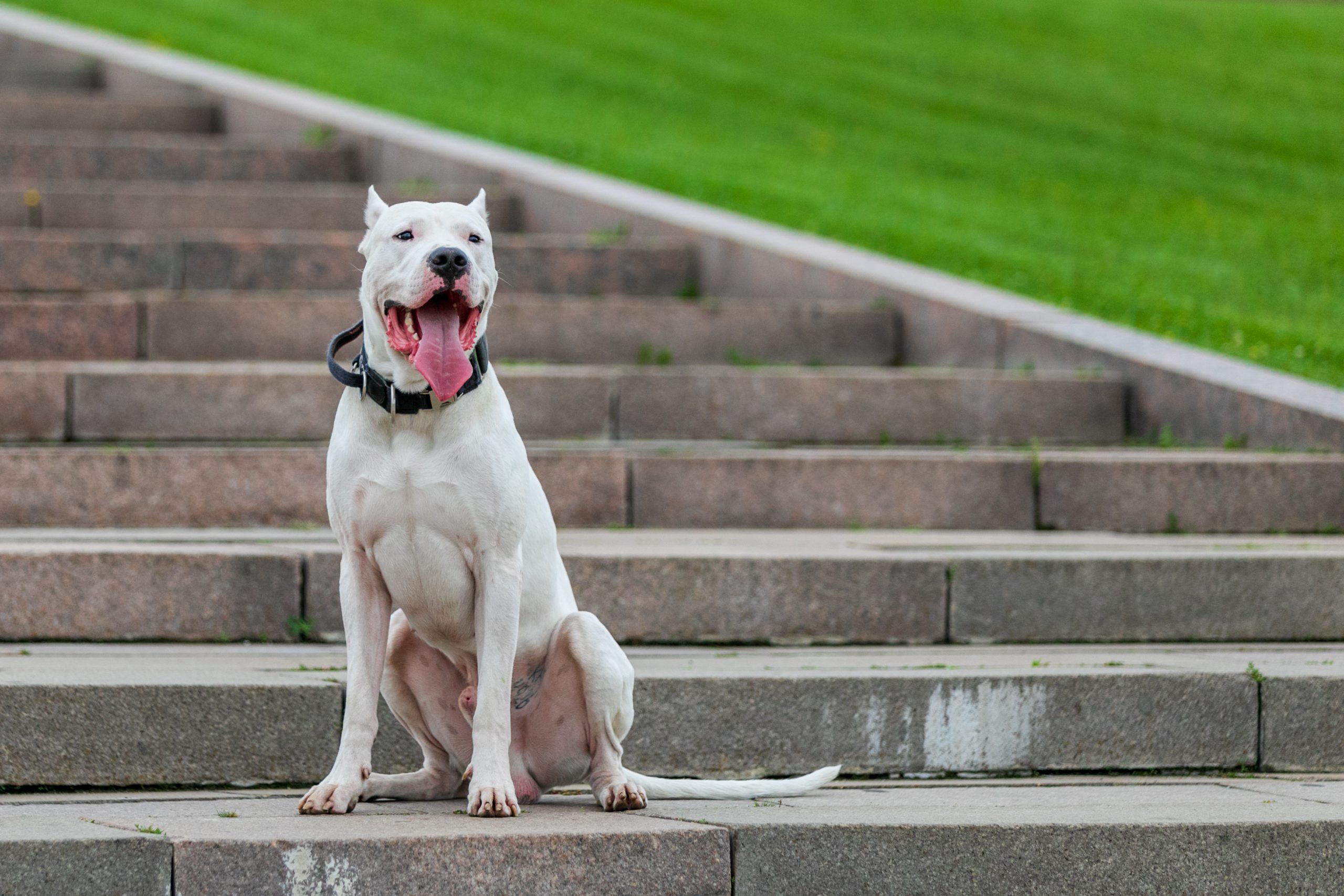 Dogo Argentino2 scaled 1