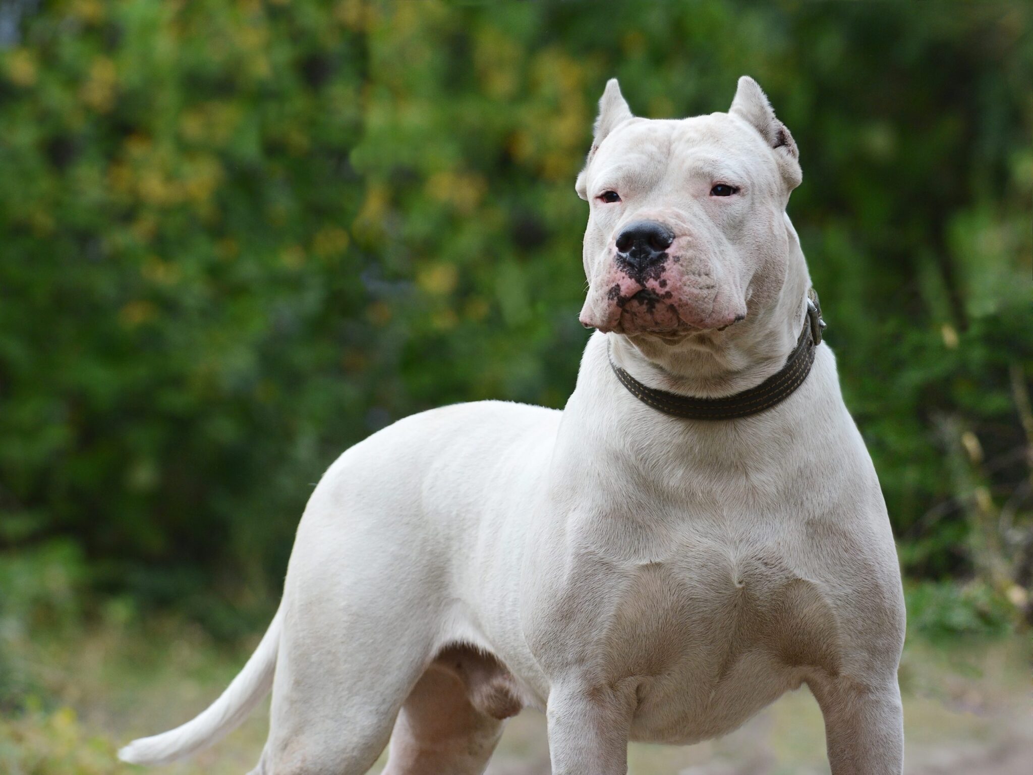 Dogo Argentino3 scaled scaled 1