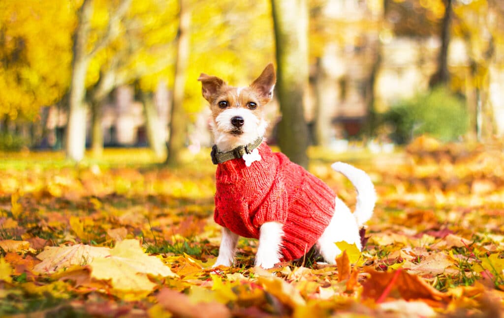 Dogs and autumn dog wearing a sweater