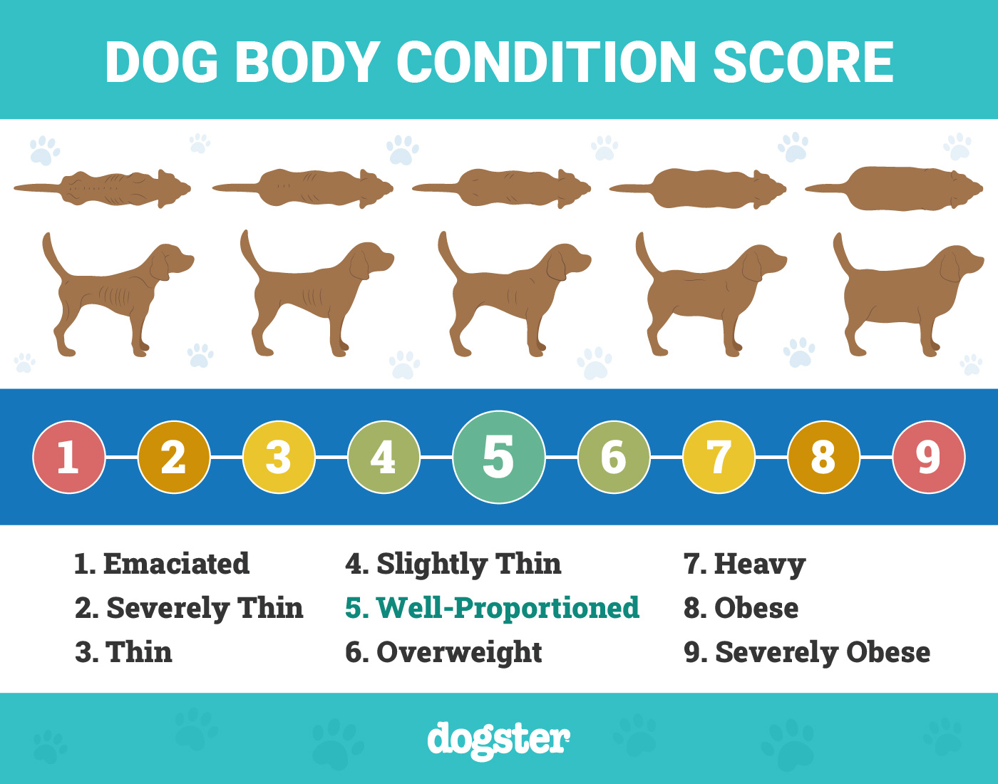 Dogster Body Condition Score for Dogs v1 3 FINAL Mar 27 2024