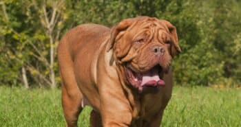 Dogue De Bordeaux feature6 350x185 1