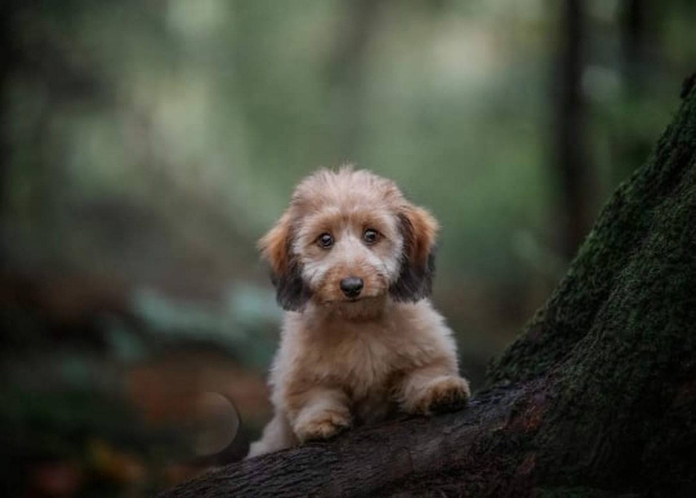 Doxiepoo 1400x1001 1