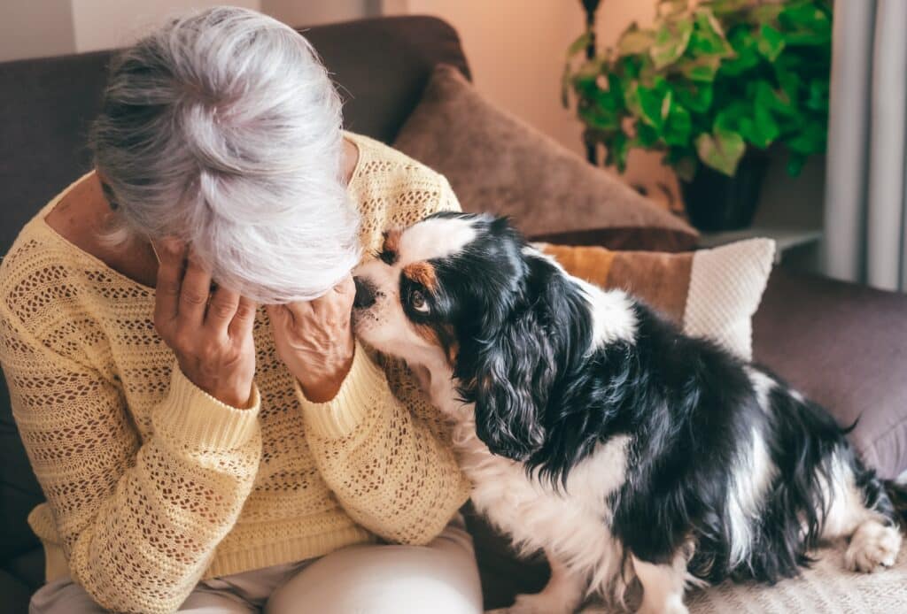 Elderly gets comforted by her cavalier king charles dog