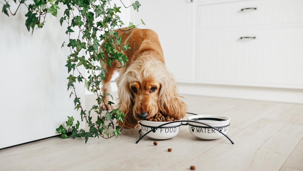 English cocker spaniel dog eating food from ceramic bowl