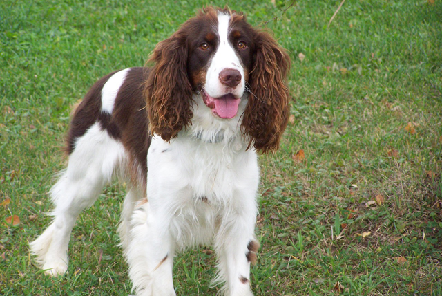 EnglishSpringerSpaniel