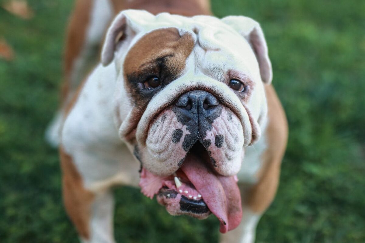 Bulldog