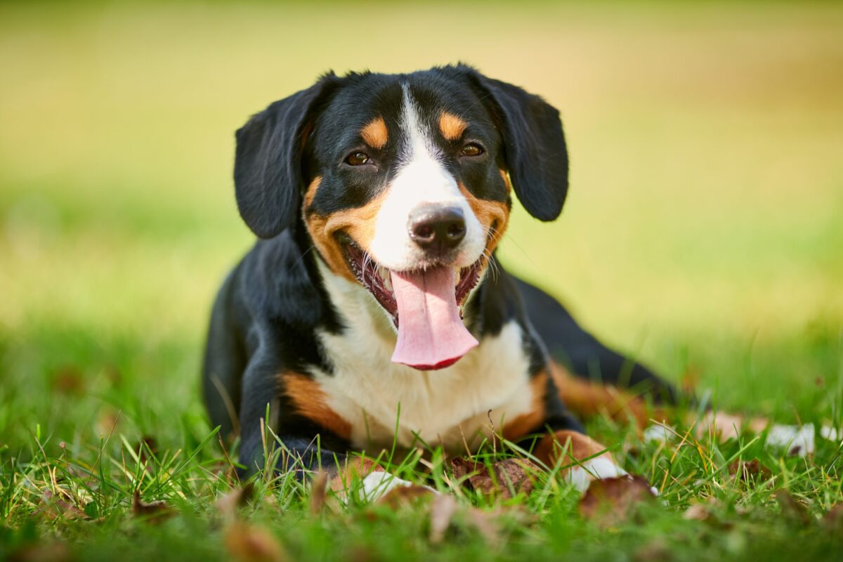 Entlebucher Mountain Dog2 scaled e1726195516862